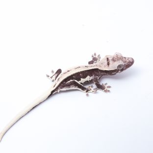 릴잔틱