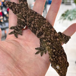 트루 컬러 GTX 하이 컬러