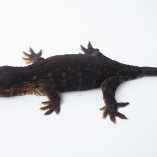 Melanistic GT Koghis Friedel Troeger