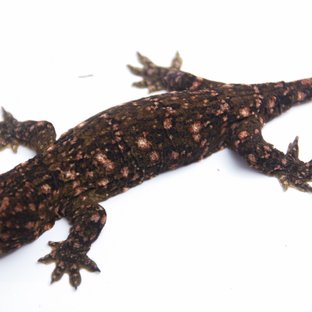 하이 컬러 GTX 다크