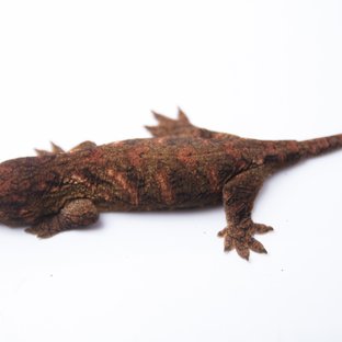 하이 컬러 트루 컬러