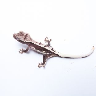 릴잔틱