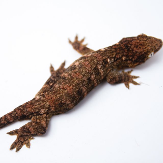 하이 컬러 트루 컬러