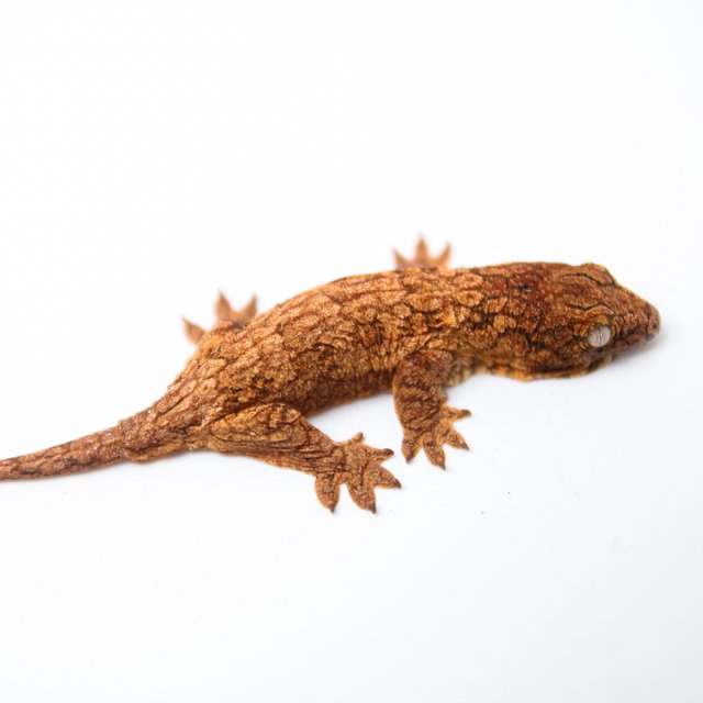 GTX 하이 컬러 트루 컬러