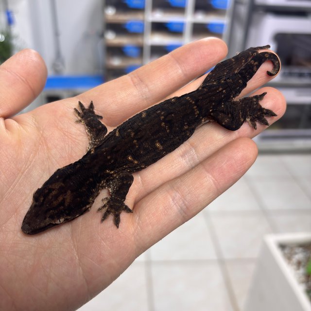 멜라니스틱 프리델 GT 코기스