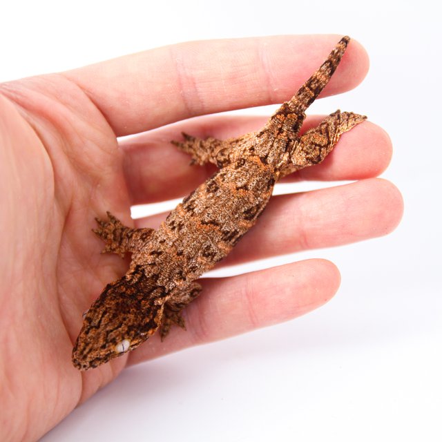 GTX 하이 컬러 트루 컬러