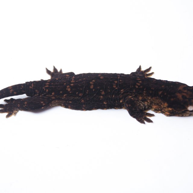 GT 멜라니스틱 다스몰 프리델