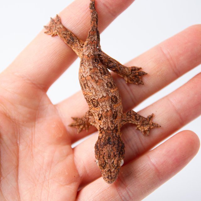 하이 컬러 GTX 트루 컬러