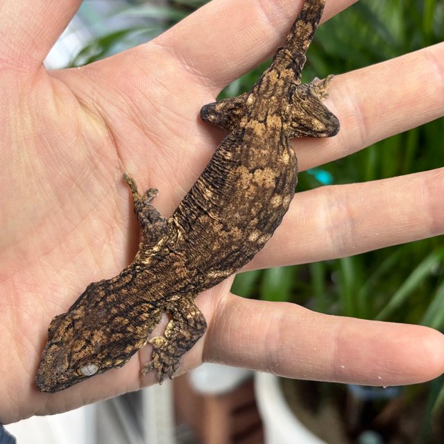 GTX 하이 컬러 트루 컬러