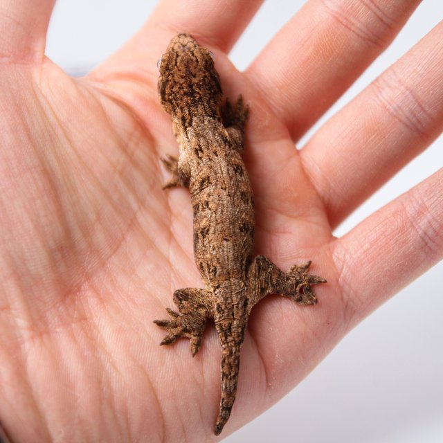 하이 컬러 트루 컬러