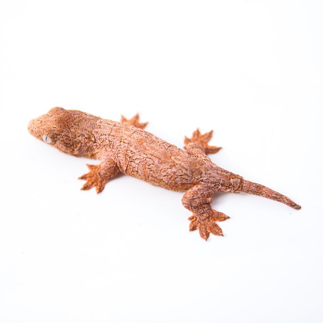 GTX 트루 컬러 하이 컬러