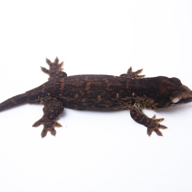 멜라니스틱 GT 리핀리치스