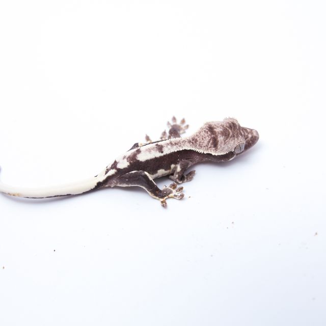 릴잔틱