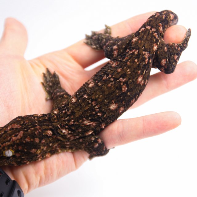 하이 컬러 GTX 다크