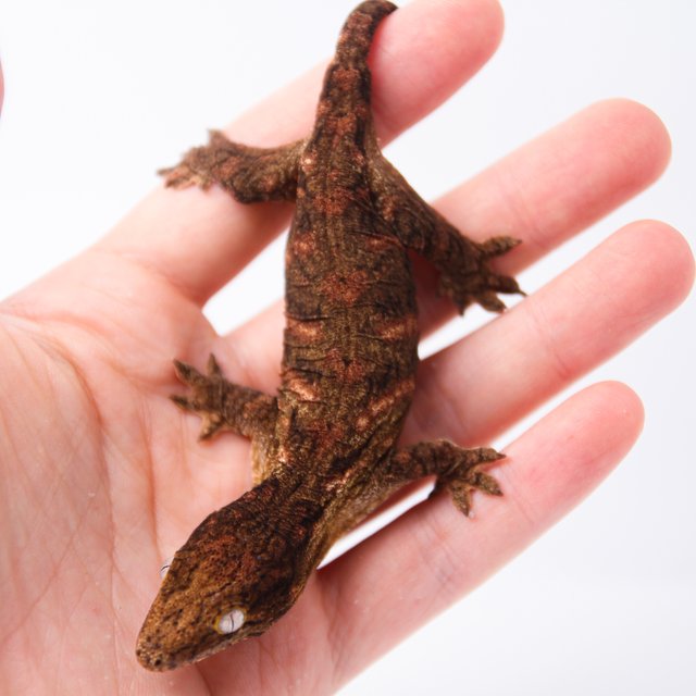 하이 컬러 트루 컬러