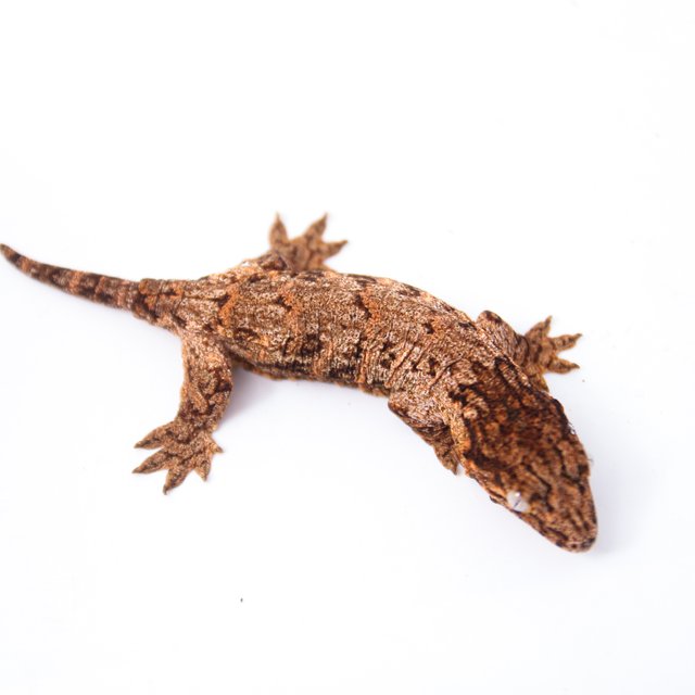 GTX 하이 컬러 트루 컬러