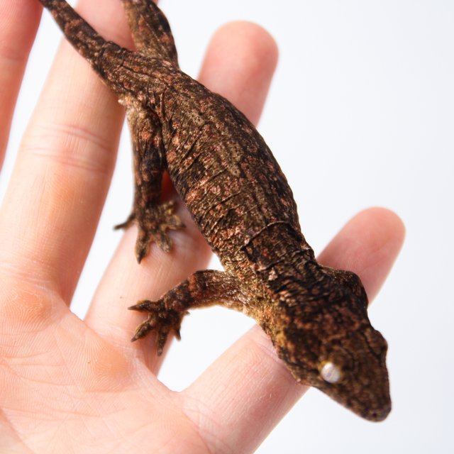 하이 컬러 트루 컬러