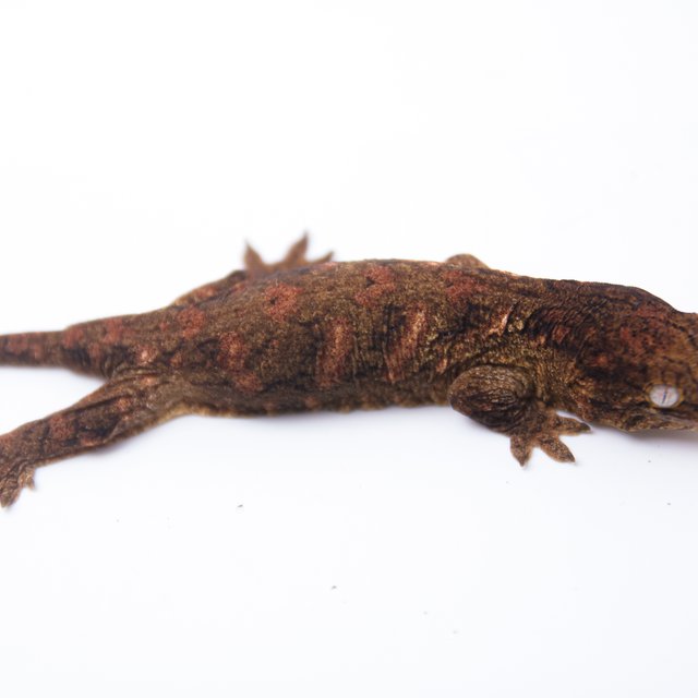 하이 컬러 트루 컬러