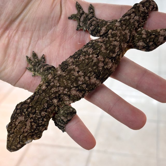 트루 컬러 GTX 하이 컬러