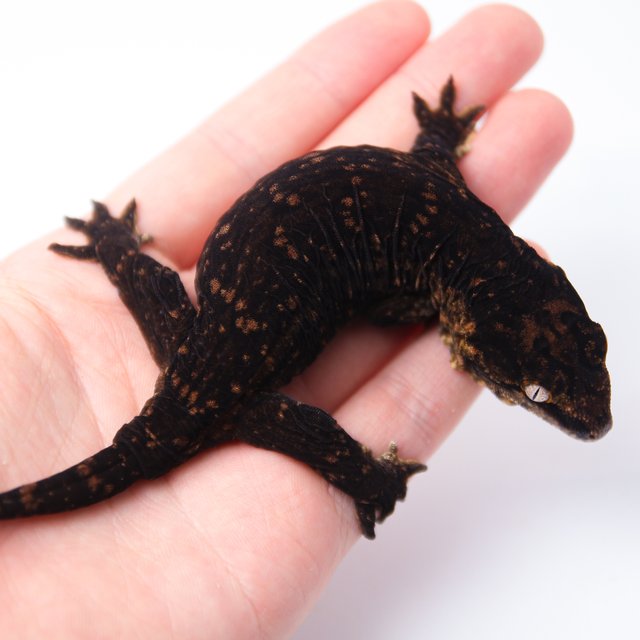 GT 멜라니스틱 다스몰 프리델