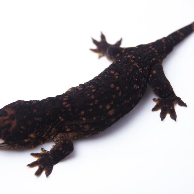 GT 멜라니스틱 다스몰 프리델