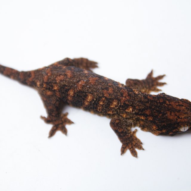 하이 컬러 GTX 트루 컬러