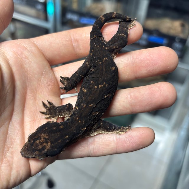 멜라니스틱 GT 프리델 코기스