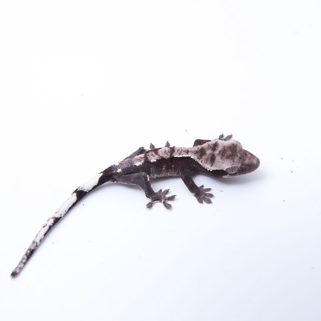아잔틱