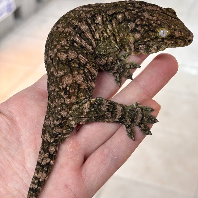 트루 컬러 GTX 하이 컬러