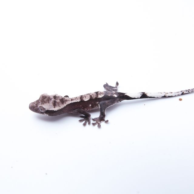 아잔틱