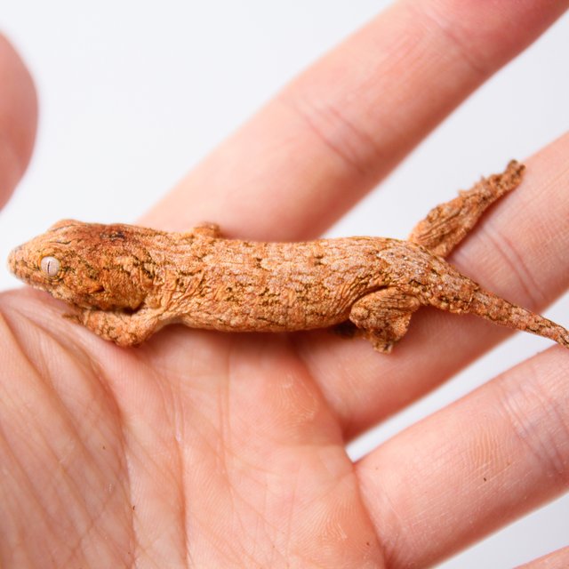 하이 컬러 GTX 트루 컬러