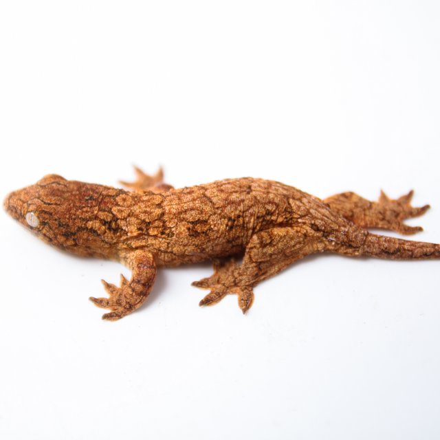 GTX 하이 컬러 트루 컬러