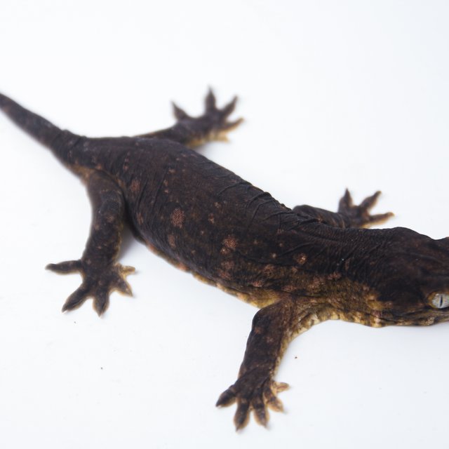 멜라니스틱 GT 코기스 프리델 트로거