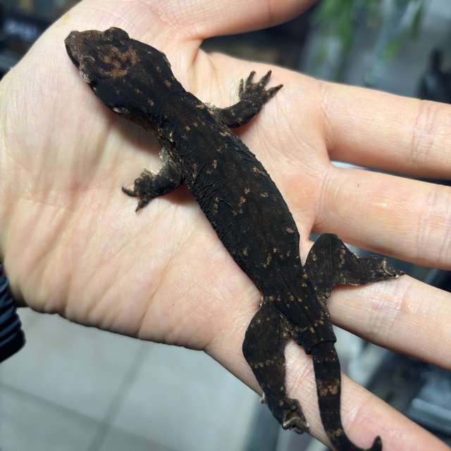 멜라니스틱 GT 프리델 코기스