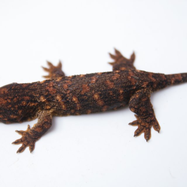 하이 컬러 GTX 트루 컬러