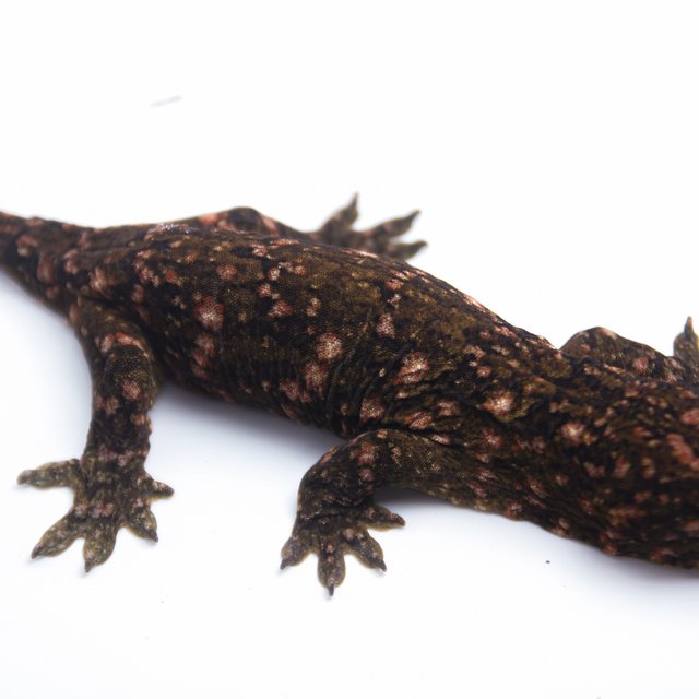 하이 컬러 GTX 다크