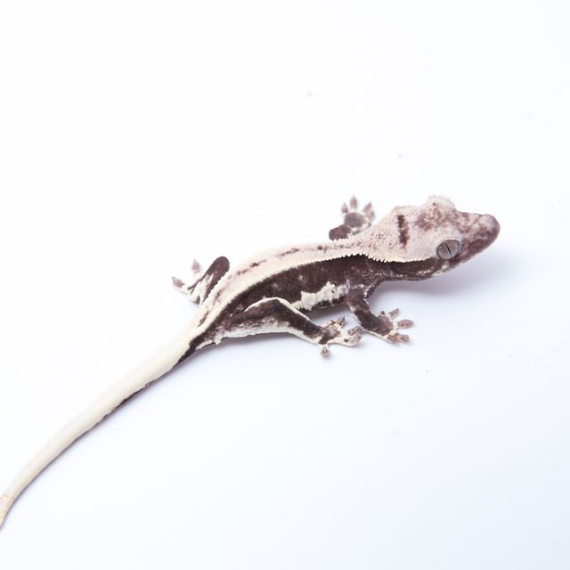 릴잔틱