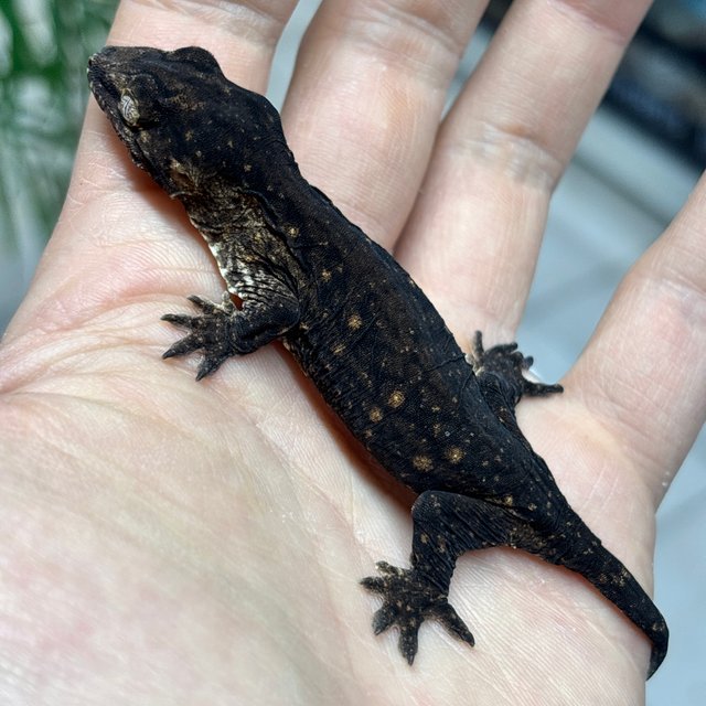 멜라니스틱 GT 프리델 코기스