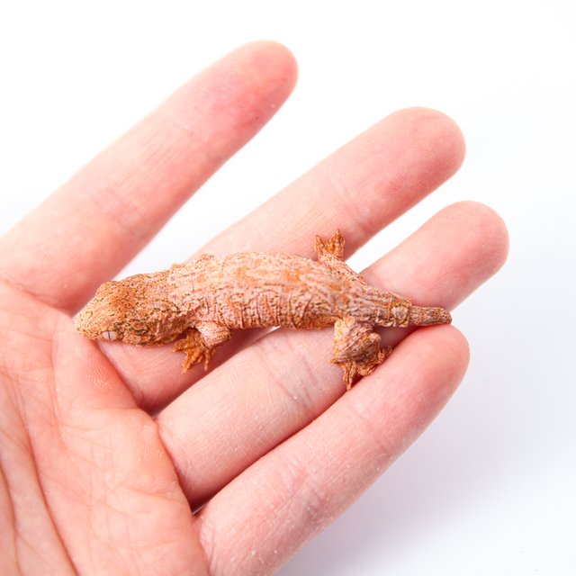 GTX 트루 컬러 하이 컬러