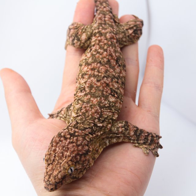 하이 컬러 트루 컬러