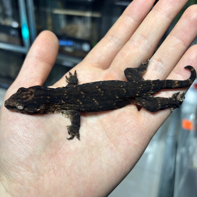 멜라니스틱 GT 프리델 코기스