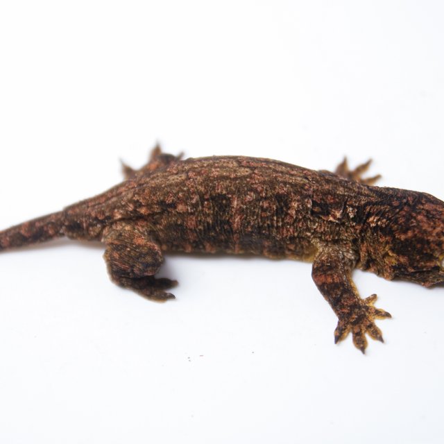 하이 컬러 트루 컬러