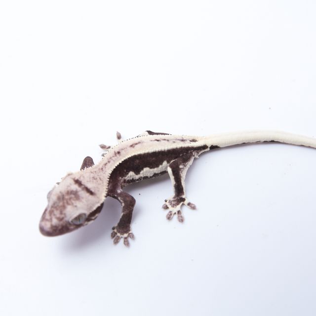 릴잔틱