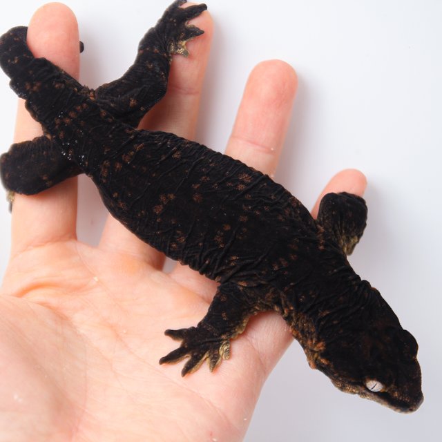 GT 멜라니스틱 다스몰 프리델