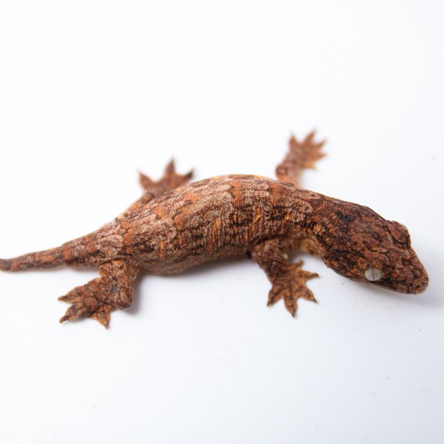 하이 컬러 GTX 트루 컬러