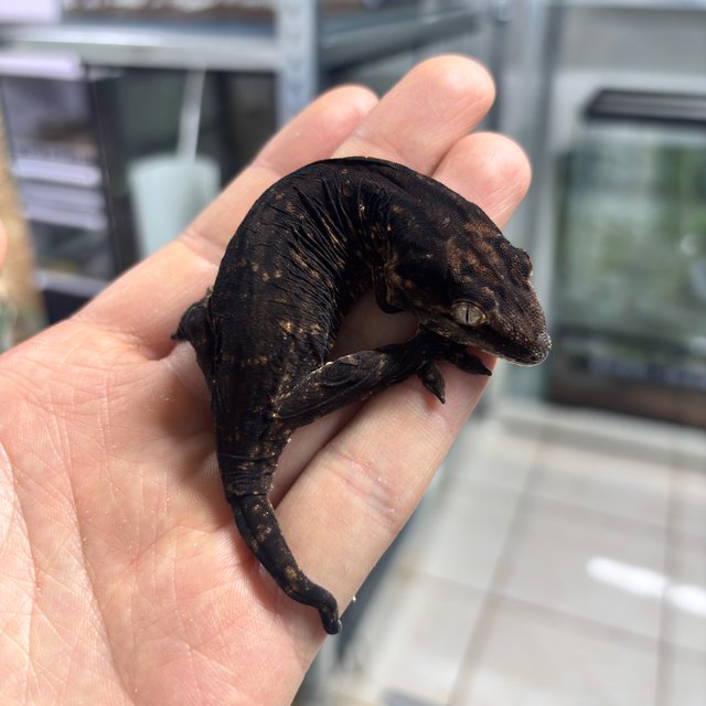 멜라니스틱 프리델 GT 코기스