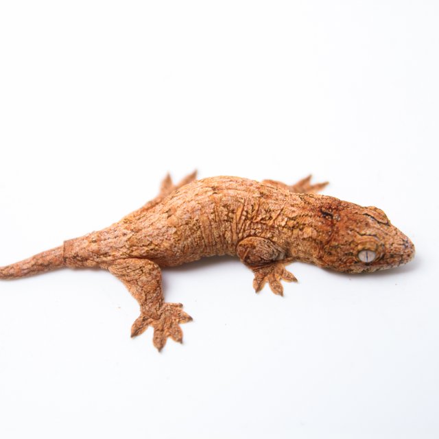 하이 컬러 GTX 트루 컬러