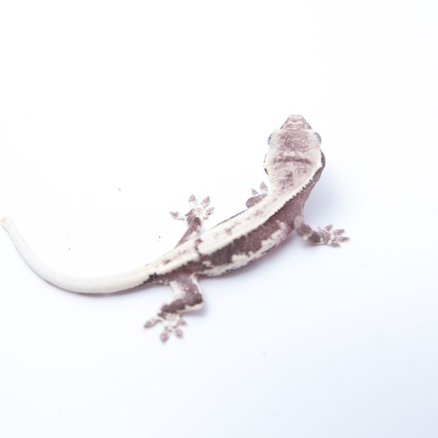 릴잔틱