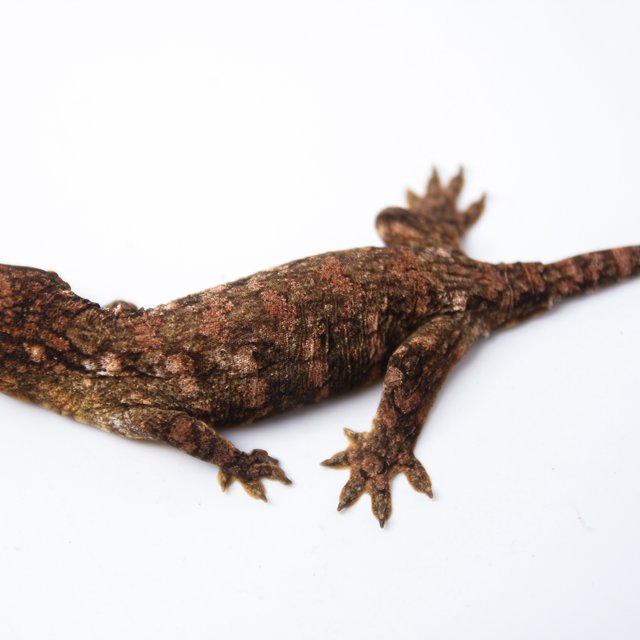 하이 컬러 트루 컬러