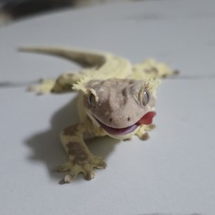 프라푸치노 풀핀